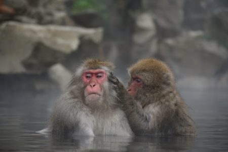 Онсен и обезьяны