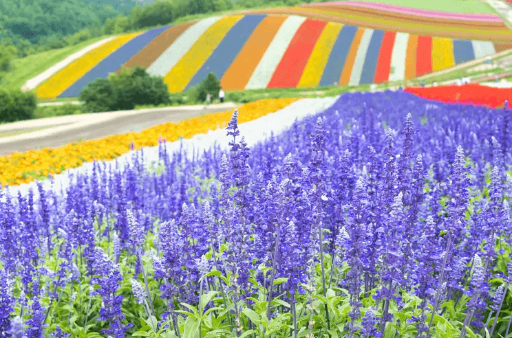 Хоккайдо цветочные поля