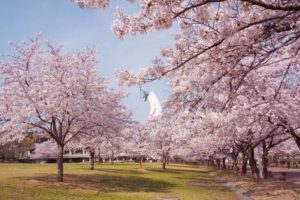 Цветение сакуры: лучшие места для созерцания красоты весны.