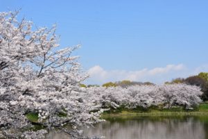 Цветение сакуры: лучшие места для созерцания красоты весны.