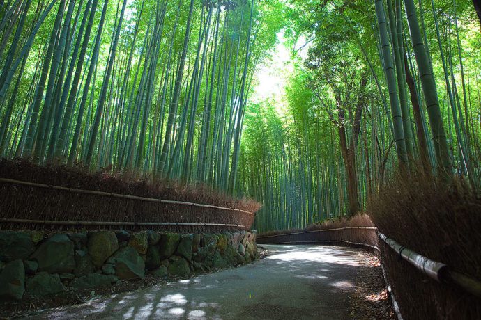 Достопримечательности Киото бамбуковый лес
