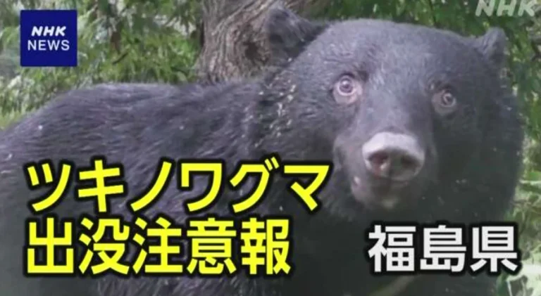 Новости о медведях из префектуры Фукусима на японском языке