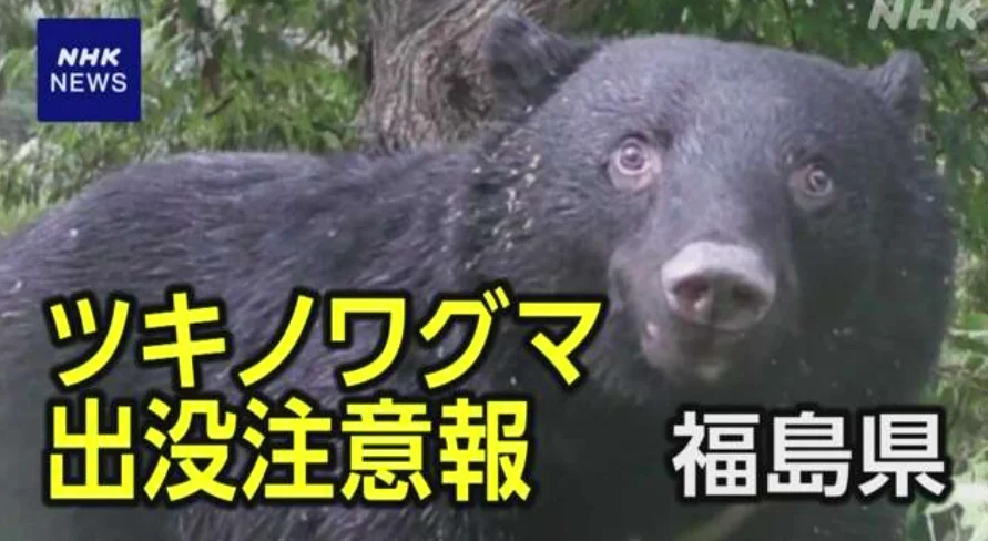 Новости о медведях из префектуры Фукусима на японском языке