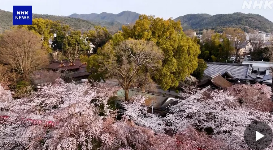 Сакура в храме Хирано в Киото: 400 деревьев в полном цвету